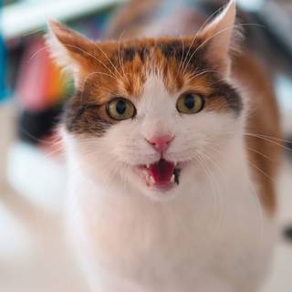 Katze Susi von crosseye Marketing.