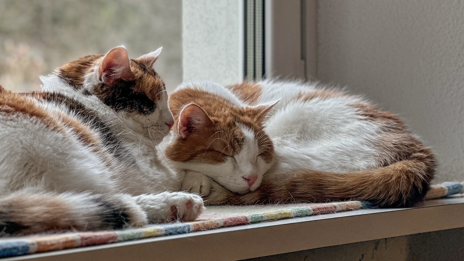 Bürokatzen Susi & Charly schlafen auf der Fensterbank.
