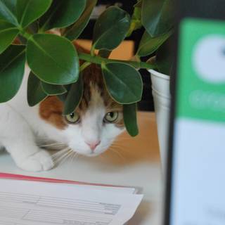 Bürokatze Charly versteckt sich hinter einem Ordner.