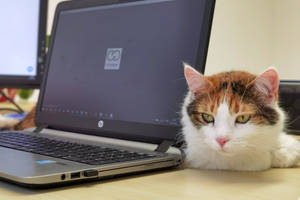 Website-Analysen & Sichtbarkeits-Checks im Tourismus